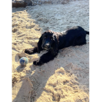 Cutie pie dogs and cats we love