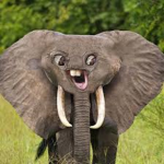 animals freinds group