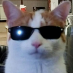 cats are cool