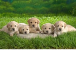 Animals with a side of.. CUTE