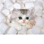 Team Marshmallows!