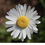 Annas daisys!