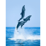 Ocean Protection Group
