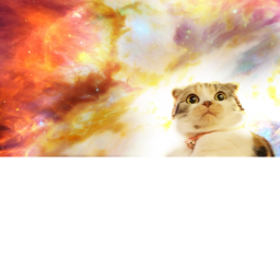 Kitten Universe