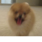 Eggies eggie