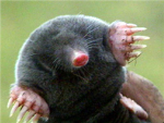 Save-A-Mole
