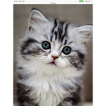 The Cute Animal world