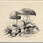 Red-Bottemed-Mushrooms