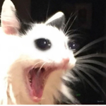 CUTES CATS