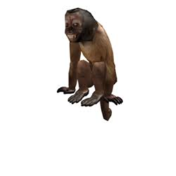 MONKE TRAINING