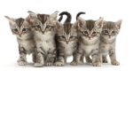 The Kittens And Cats Group!