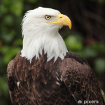 flying.eagles