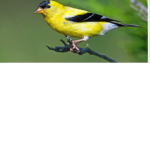 Birds United ._.