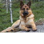 german shepher world