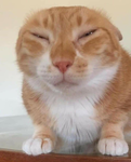 Meow Mafia :3