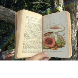 -Alyssa's Mushrooms Wolrd-