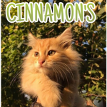 Cinnamon's!