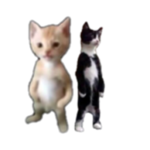 Cats CooI