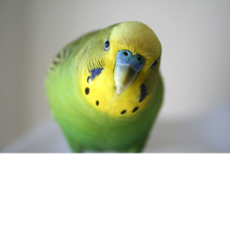 BIRD BIRD HANGOUT 4
