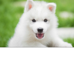 Robux and cute dogs