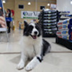 Pet obsessions