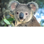 *+-Koala Club-+*