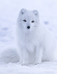 Wild Nature And Life