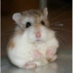 HAMSTERSSS!!!