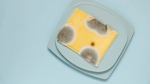 MOLD KINGDOM