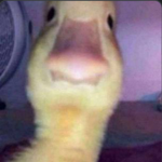 Just Ducks!