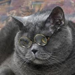 Da wise cat group