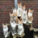 The Cat People Clan