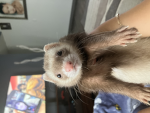 Ferrets are HOT