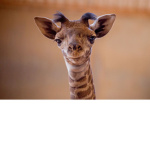 GirafficMane Fans