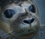 Seal-Club