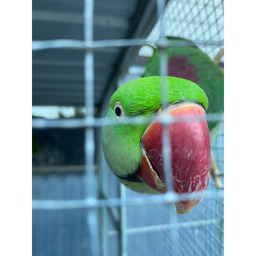 Bird Fans Chillout hub