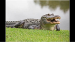 alligator cult