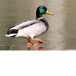 ENTEN JOINT!!!