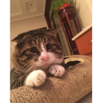 bubllypawss