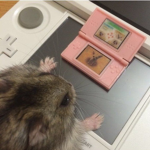 hamster.vibe