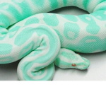 Python Of Frost