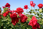 Elizabeth's Rose Kingdom!~