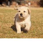 Barnidog