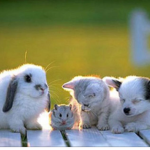 BABY ANIMALS CLUB!