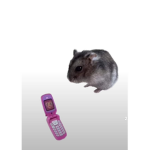 ogorkiszony