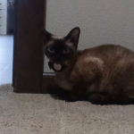 Cats are the coolest thing in the universe
