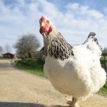 CHICKEN PRODUCTIONS.