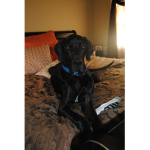 R.I.P MY DOG HULK
