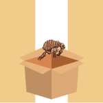 Flea in a Box Studios