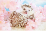 Hedgehog Studios :3